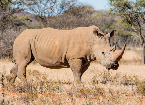White Rhinoceros © Cathy Withers-Clarke