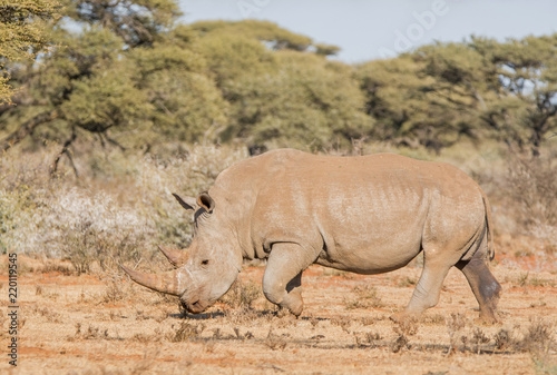 White Rhinoceros