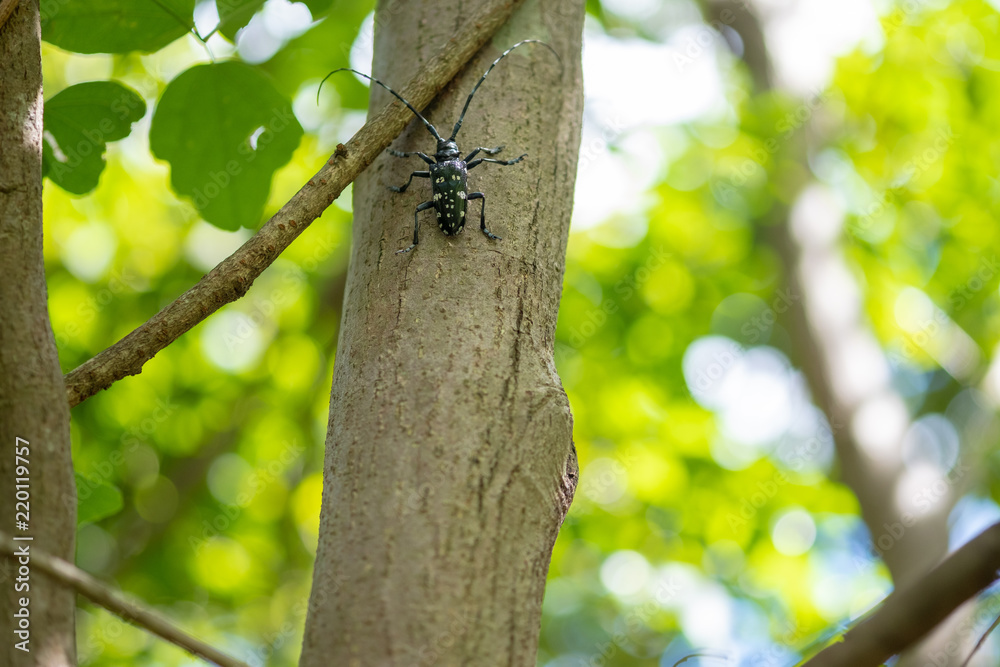 ゴマダラカミキリ