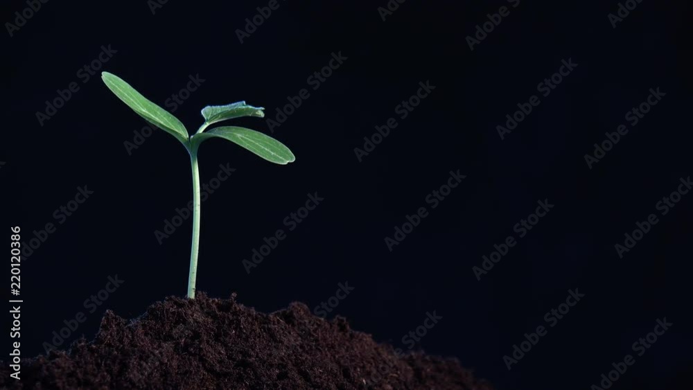 small tree growing on black background. rotation 360 degree around view.