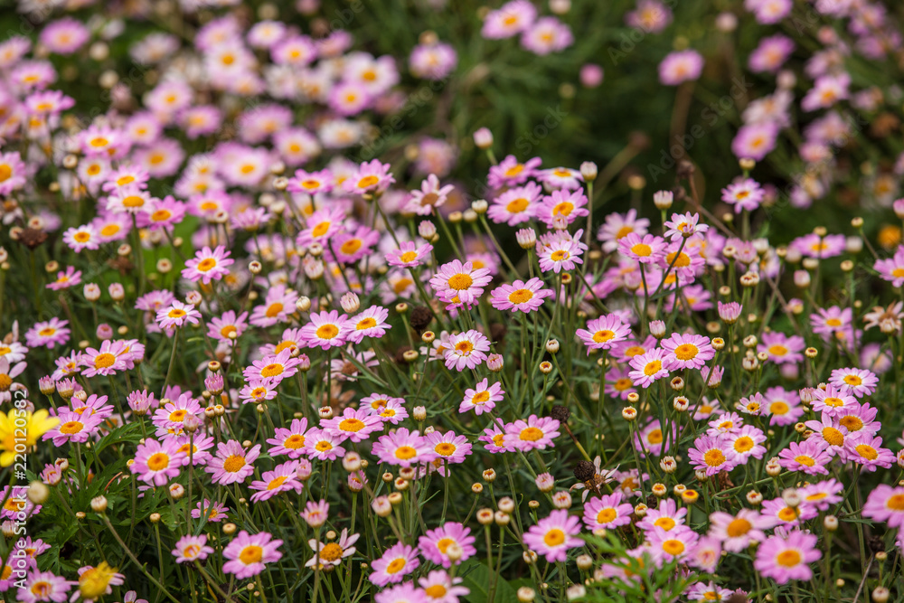 Beautiful white Narrowleaf Zinnia or Classic Zinnia flowers Beautiful white Narrowleaf Zinnia or Classic Zinnia flowers