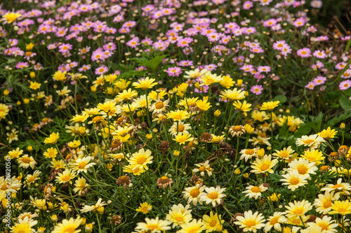 Beautiful white Narrowleaf Zinnia or Classic Zinnia flowers