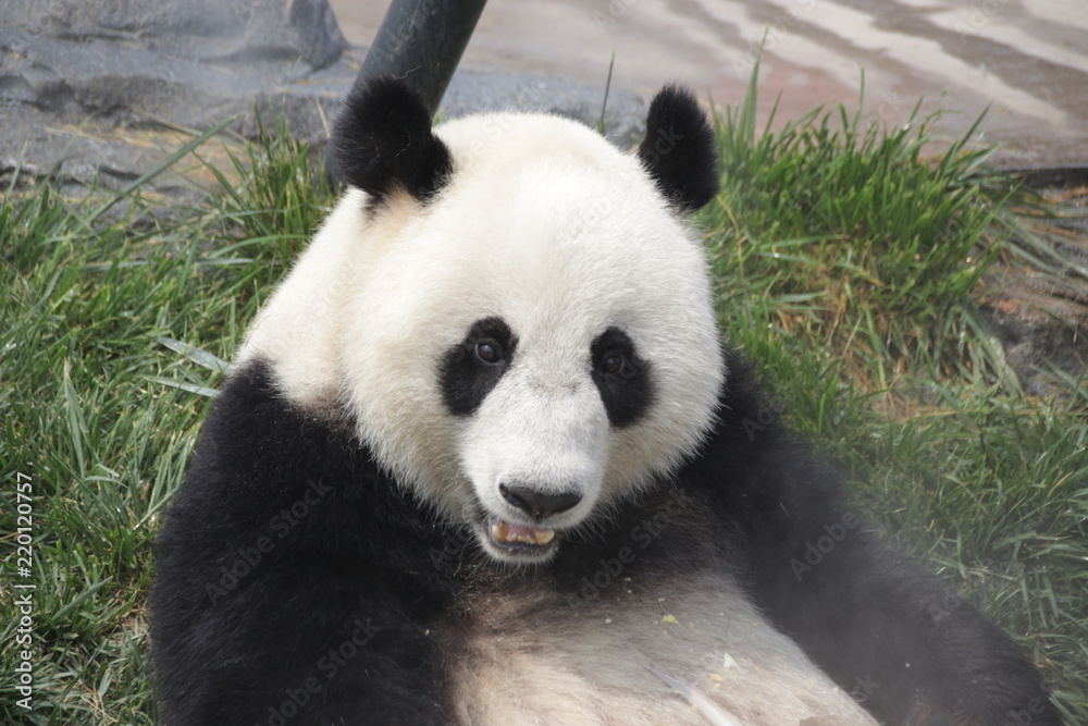 Close-up Sweet Face of Gianty Panda, Baoding, China Close-up Sweet Face of Gianty Panda, Baoding, China