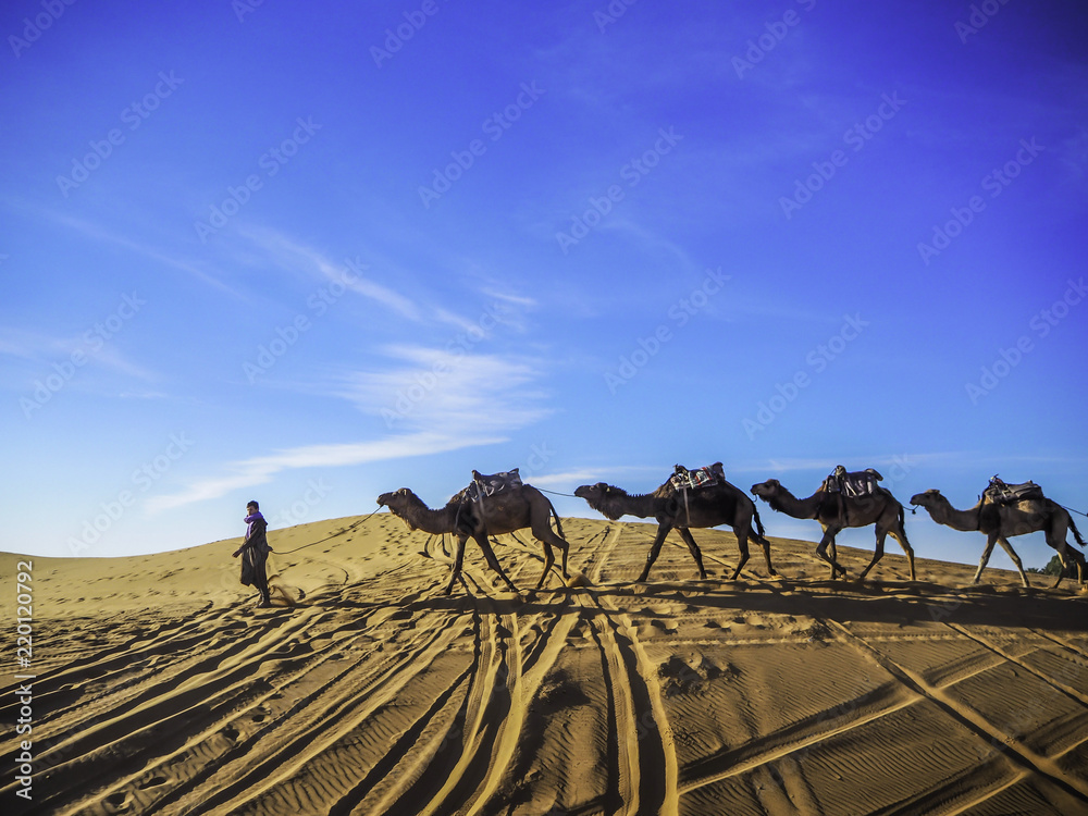 Camels in Sahara Desert following a camel guide