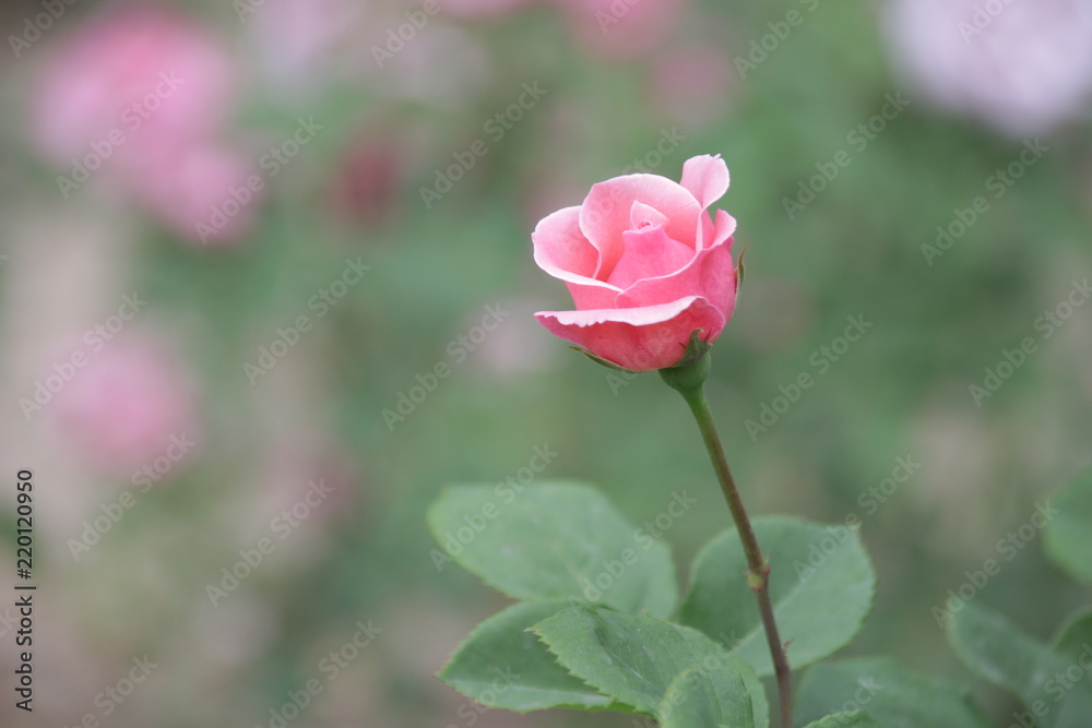 Single Pink Rose in the Garden