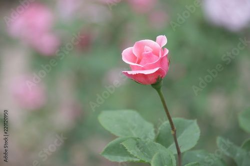 Single Pink Rose in the Garden