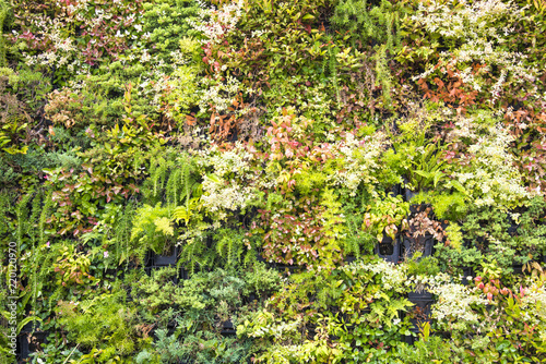 Fototapeta Naklejka Na Ścianę i Meble -  壁で植物を栽培する壁面緑化（グリーンウォール）