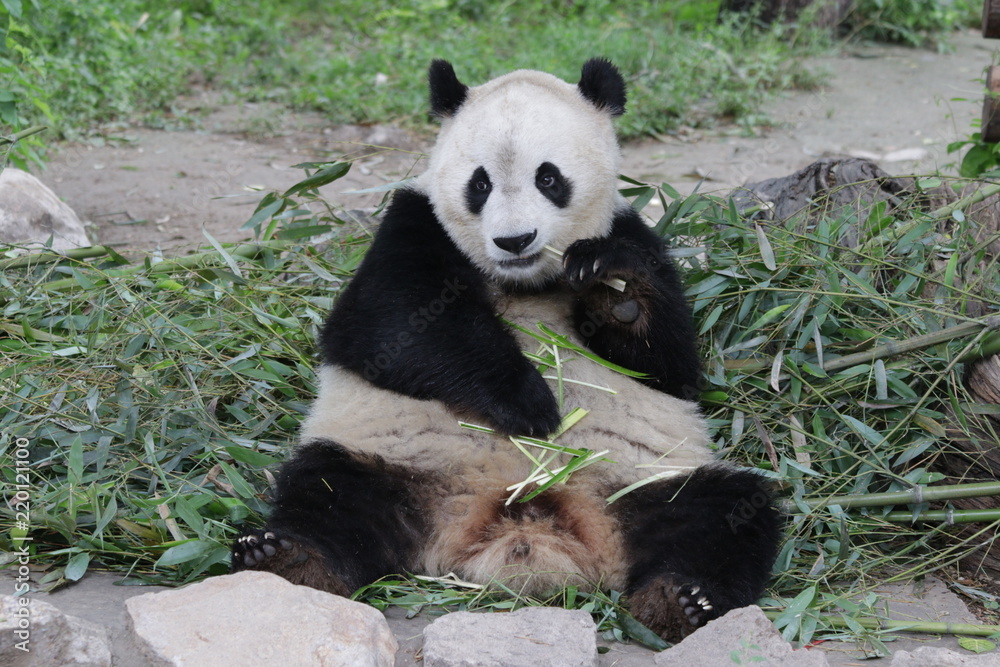 funny pose of Fluffy Giant Panda, Beijing, China