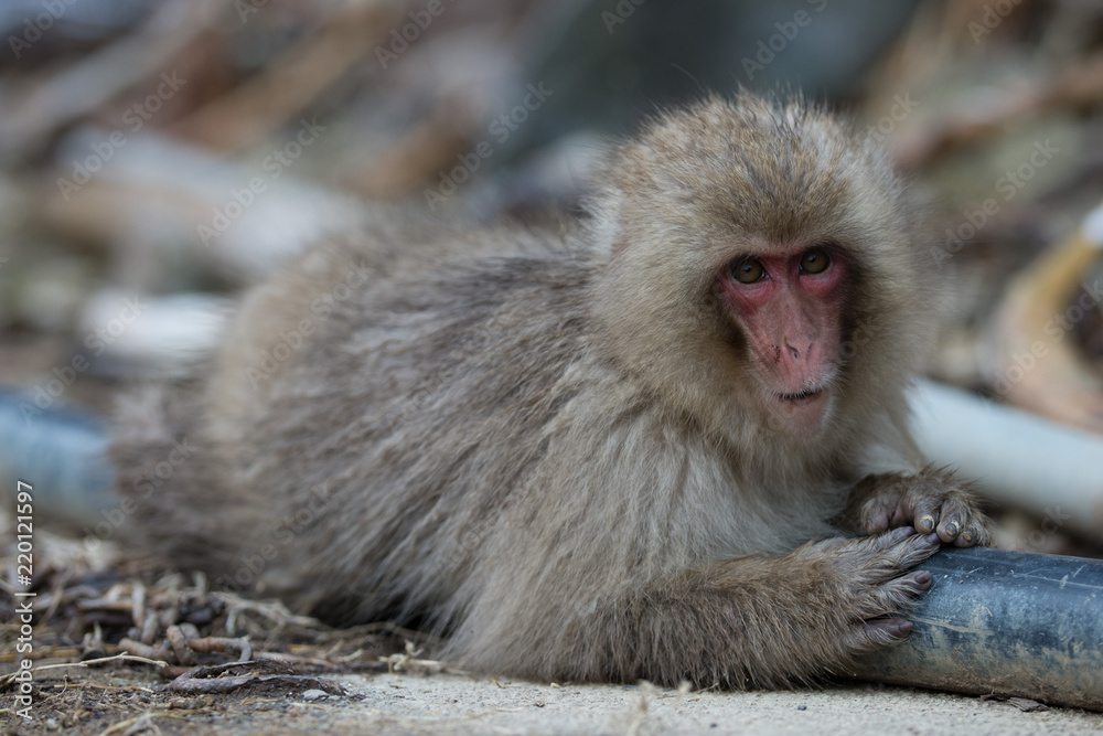 Naklejka premium 野生の日本猿