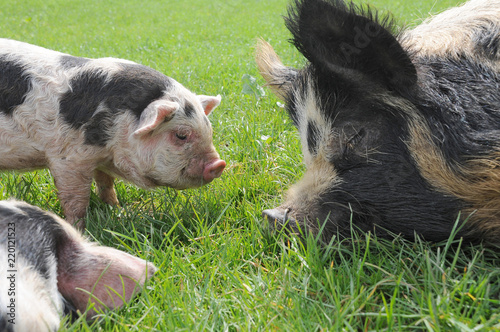 Foto Mummy pig and her baby piglets in a field