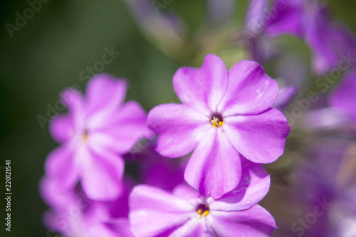 Purple Blossoms