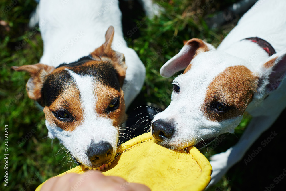 Two jack russells fight over yellow toy on the grass in the park