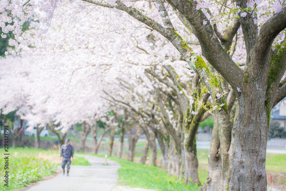 桜並木