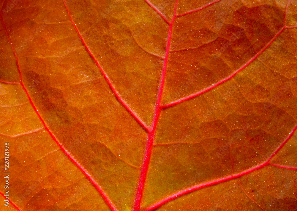 Obraz premium Red leaf abstract natural texture background.Autumn or nature concept. Selective focus.