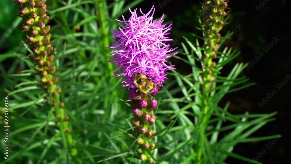 Bumblebee sitting on a pink flower Liatris. Liatris swinging from the wind