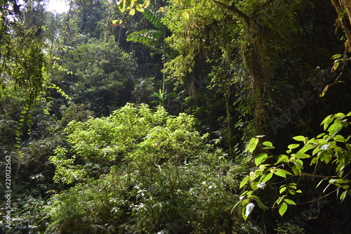 Overgrowth in the Amazon Jungle in Ecuadore