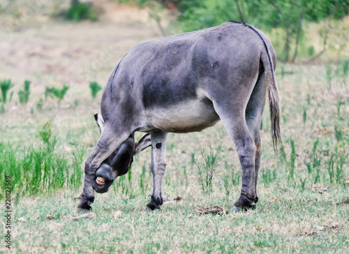 Cute mini donkey on farm looks funny scratching an itch in the pasture.