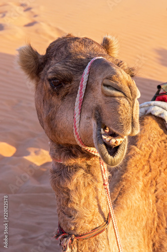 Close-up on a Camel with a funny facial expression - Oman desert