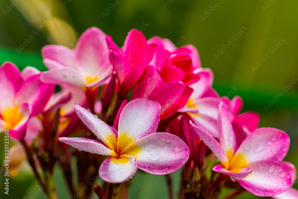 Plumeria Pink and white flowers the beautiful. close up
