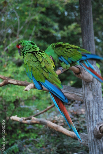 Blue and Green Parrots