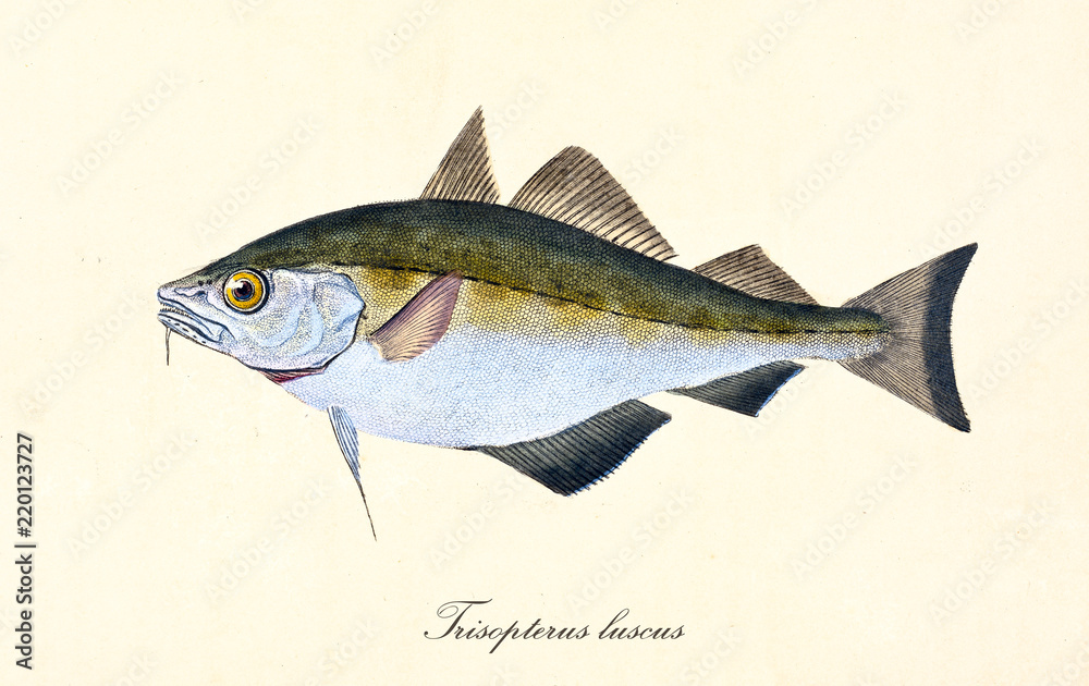Naklejka premium Ancient colorful illustration of bib (Trisopterus luscus), side view of the silvery fish with yellow and dark green tones on top, isolated element on white background. By Edward Donovan. London 1802