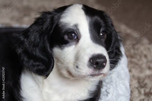 Fototapeta Naklejka Na Ścianę i Meble -  Spaniel Cross puppy