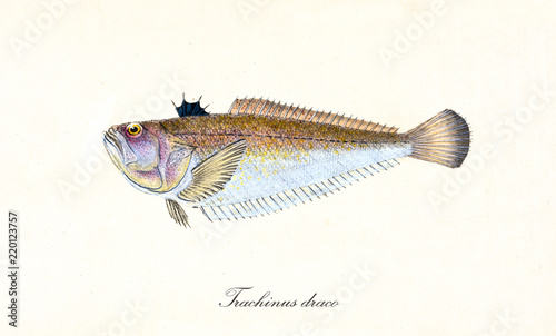Ancient colorful illustration of Greater Weever (Trachinus draco), side view of the fish with long rows of thorns on its body, isolated element on white background. By Edward Donovan. London 1802 photo