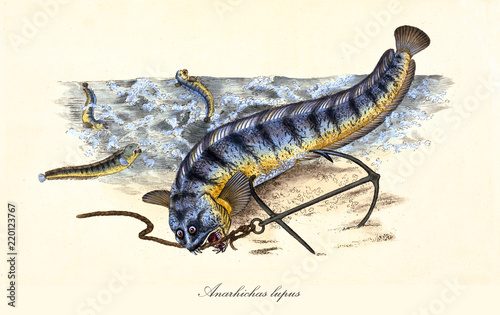 Ancient colorful illustration of Atlantic wolffish (Anarhichas lupus), ugly fish biting a rope, isolated element on white background. By Edward Donovan. London 1802