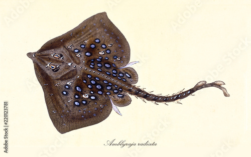 Ancient colorful illustration of Thorny Skate (Amblyraja radiata), top view of the fish with a line of hard thorns on its back, isolated element on white background. By Edward Donovan. London 1802 photo