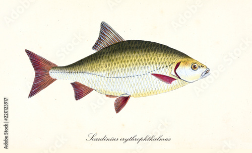 Ancient colorful illustration of Common Rudd (Scardinius erythrophthalmus), side view of the big dark yellow fish with red fins, isolated element on white background. By Edward Donovan. London 1802 photo