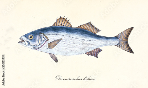 Ancient colorful illustration of European Bass (Dicentrarchus labrax), side view of the silvery fish with its thorny dorsal fins, isolated element on white background. By Edward Donovan. London 1802