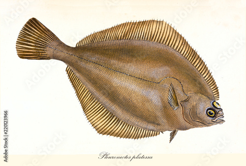 Stampa su tela Ancient colorful illustration of European Plaice (Pleuronectes platessa), detail of the fish and its typical flat shape, isolated element on white background