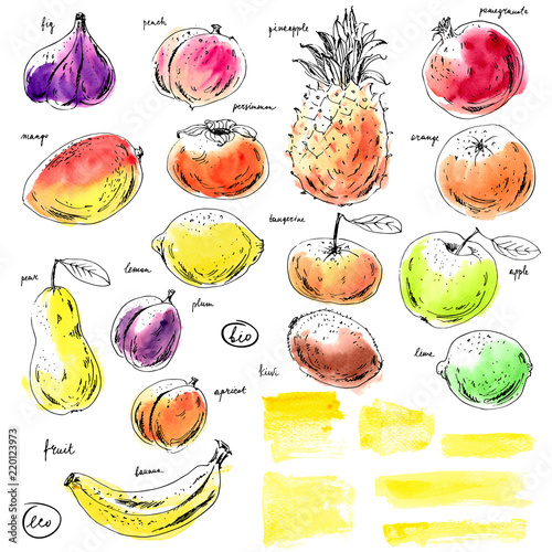 Fototapeta Naklejka Na Ścianę i Meble -  Hand drawn ink and watercolor sketch fruits and yellow stripes.