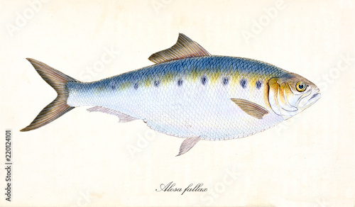 Ancient colorful illustration of Twait Shad (Alosa fallax), side view of the big fish with its multicolor skin, isolated element on white background. By Edward Donovan. London 1802 photo