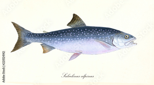 Ancient colorful illustration of Arctic Char (Salvelinus alpinus), side view of the fish with its blue pink dotted skin, isolated element on white background. By Edward Donovan. London 1802