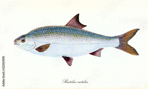 Ancient colorful illustration Common Roach (Rutilus rutilus), side view of the fish with its silvery skin and purple fins, isolated element on white background. By Edward Donovan. London 1802