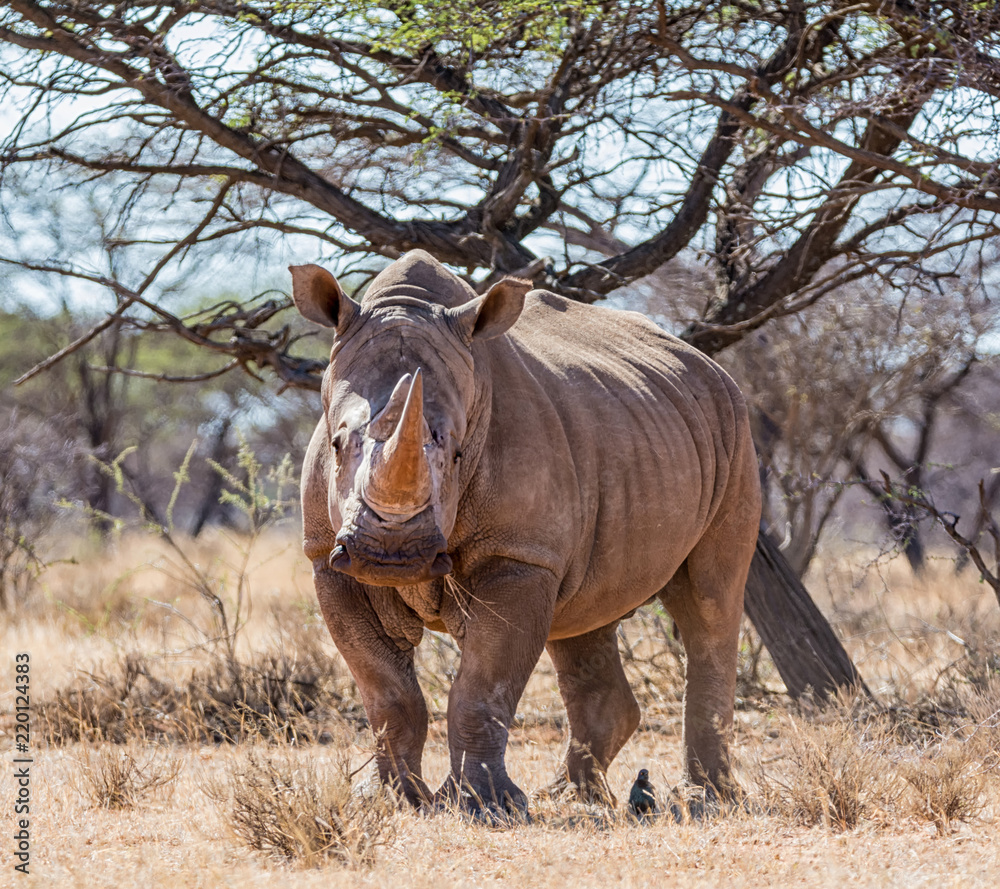 Fototapeta premium White Rhinoceros