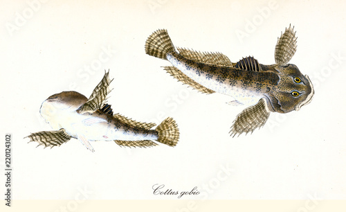 фотографія Ancient colorful illustration of European bullhead (Cottus gobio), top view and bottom view of the strange brownish fish, isolated elements on white background