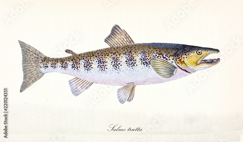 Ancient colorful illustration of River Trout (Salmo trutta), sid view of the fish with its dotted skin on back and pink stomach, isolated elements on white background. By Edward Donovan. London 1802 photo