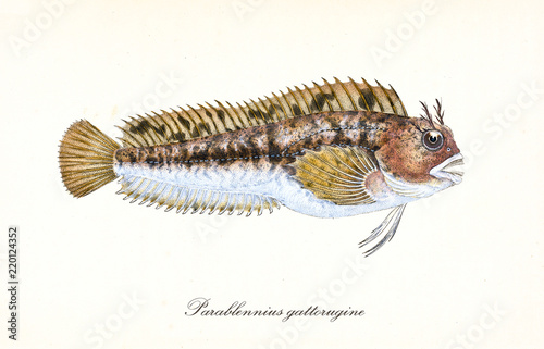 Ancient colorful illustration of Tompot Blenny (Parablennius gattorugine), fish side view with its long lines of thorny fins, isolated elements on white background. By Edward Donovan. London 1802 photo
