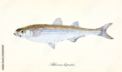 Ancient colorful illustration of Mediterranean Sand Smelt (Atherina hepsetus), fish side view with its yellow and silvery skin, isolated elements on white background. By Edward Donovan. London 1802
