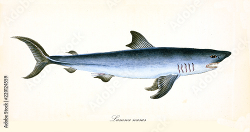 Ancient colorful illustration of Porbeagle (Lamna nasus), side view of the menacing shark with its darkish blue skin and fangs, isolated element on white background. By Edward Donovan. London 1802 photo