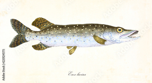 Ancient colorful illustration of Northern Pike (Esox lucius), side view of the fish with its darkish green and white skin, isolated element on white background. By Edward Donovan. London 1802