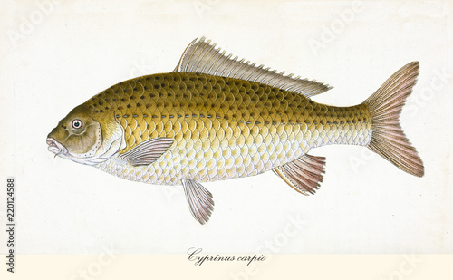 Photography Ancient colorful illustration of Common Carp (Cyprinus carpio), side view of the big fish with its darkish yellow skin, isolated element on white background