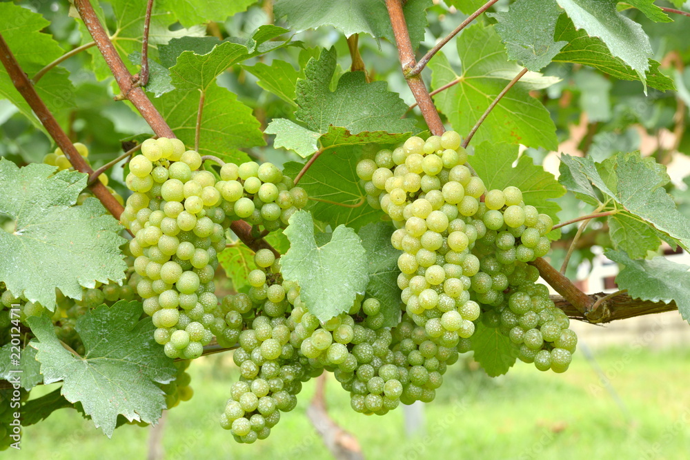 Chardonnay