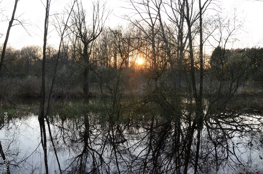 Sunrise on forested wetland