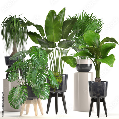 collection of ornamental plants in pots