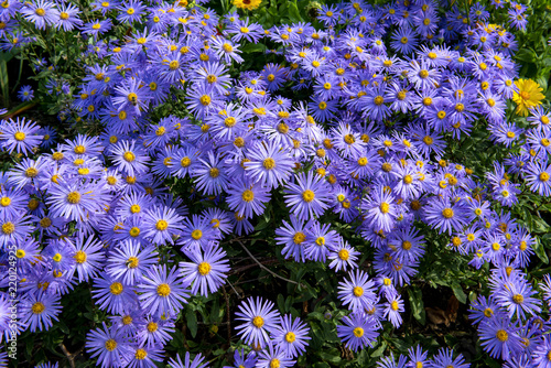 Asters in flower