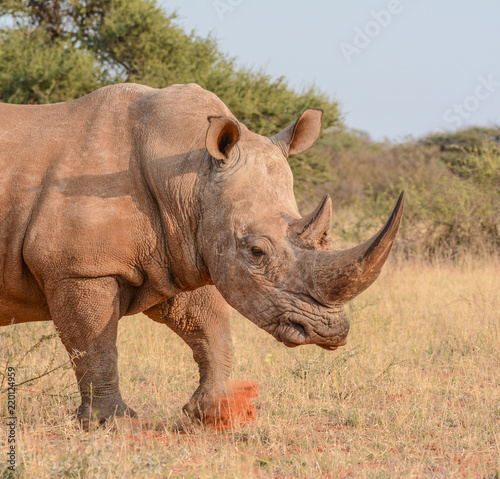 White Rhino Walking