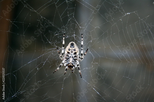 A large female spider (araneus diadematus) wove spider web, and expects prey